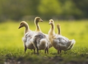 雷火电竞网址-铁血绿茵，当贝蒂斯用西班牙心跳踏平欧洲红魔