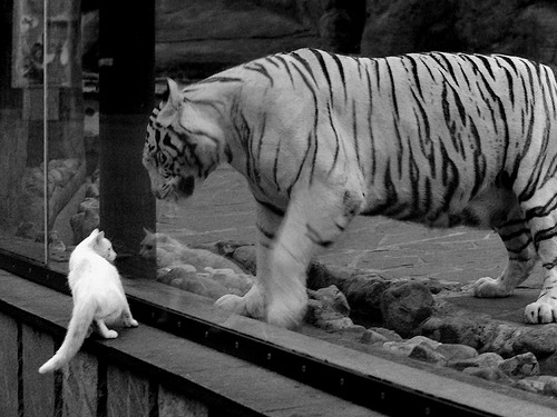 黑白棋盘上的极地风暴，韩国战术机器如何冰封冰岛狂想