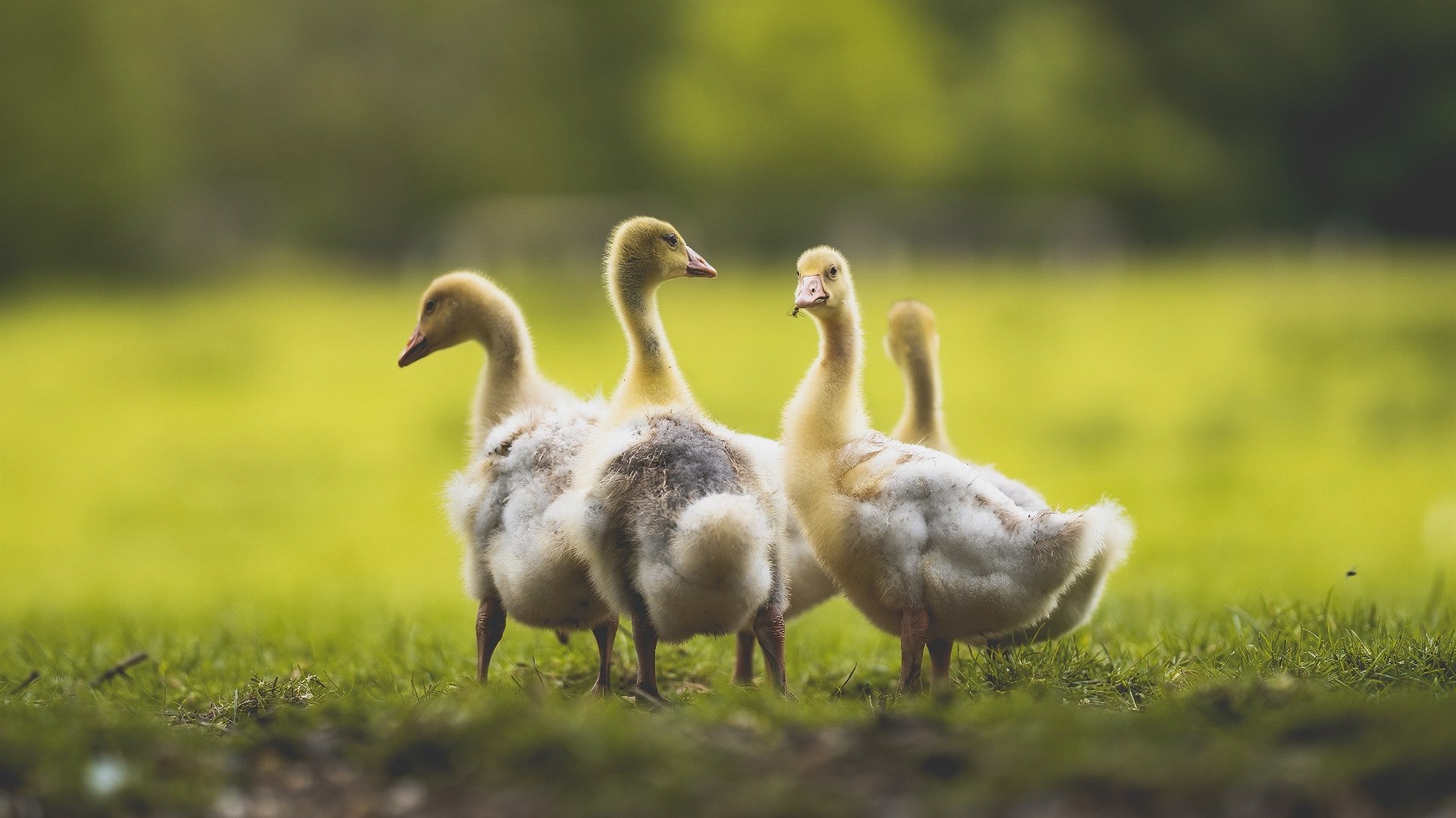 铁血绿茵，当贝蒂斯用西班牙心跳踏平欧洲红魔