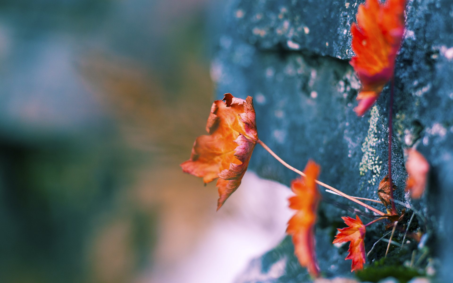 跨洋封印,保罗黄蜂控场记,单臂锁死吉林虎啸